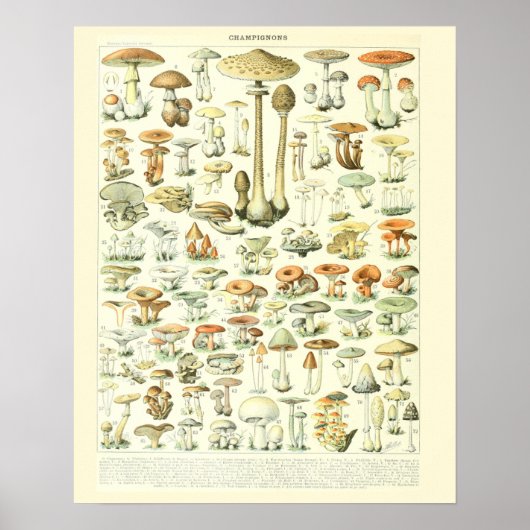  Adolphe Millot Print Mushrooms Poster 2 (Voorkant)