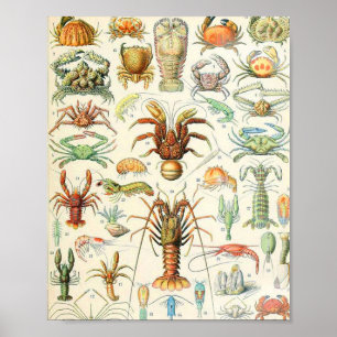 Adolphe Millot schaalaces Poster