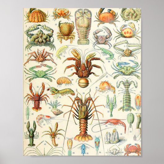 Adolphe Millot schaalaces Poster (Voorkant)