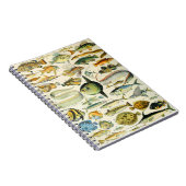 Adolphe Millot vissen A Notitieboek (Rechterzijde)