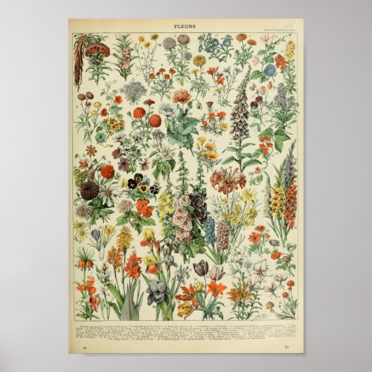Adolphe Philippe Millot Fleurs Poster (Voorkant)