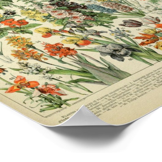 Adolphe Philippe Millot Fleurs Poster (Hoek)