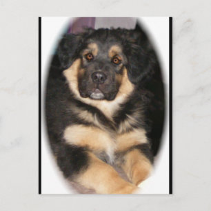 adopteerbare_GSD_mix Briefkaarten