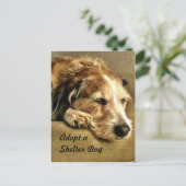 Adopter une carte postale de chien (Debout devant)