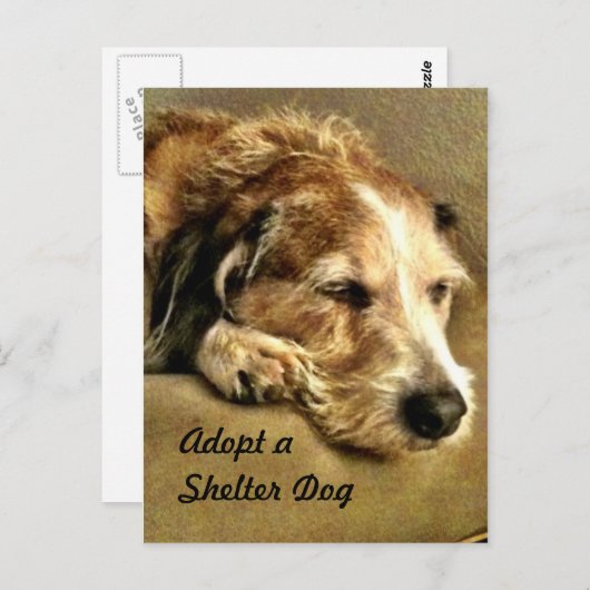 Adopter une carte postale de chien (Devant / Derrière)