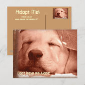 Adopter une carte postale de chien (Devant / Derrière)