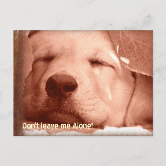 Adopter une carte postale de chien (Devant)