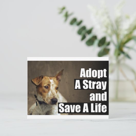 Adopter une carte postale errante (Debout devant)