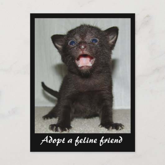 Adopter une carte postale Feline Friend (Devant)