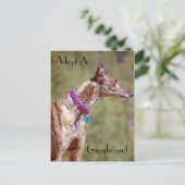 Adopter Une Carte Postale Greyhound (Debout devant)