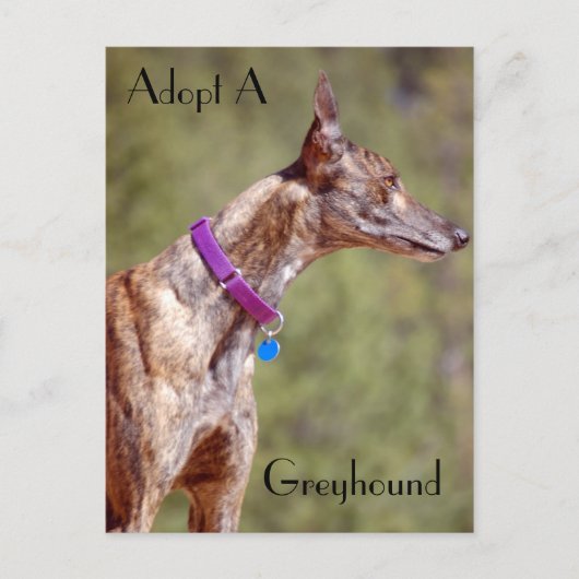 Adopter Une Carte Postale Greyhound (Devant)