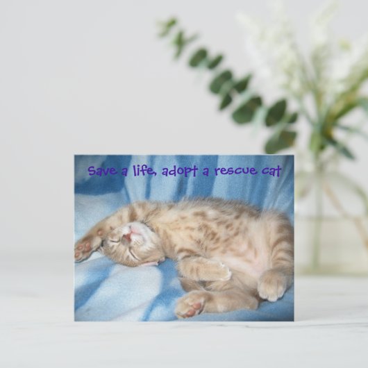 Adopter une carte postale secourt cat (Debout devant)
