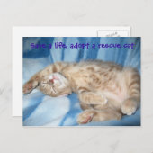 Adopter une carte postale secourt cat (Devant / Derrière)