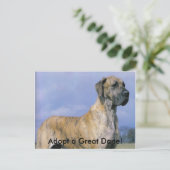 Adoptez une carte postale Great Dane! (Debout devant)