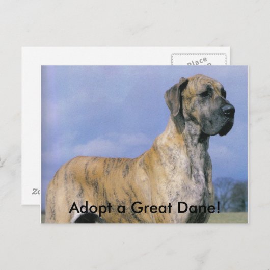 Adoptez une carte postale Great Dane! (Devant / Derrière)