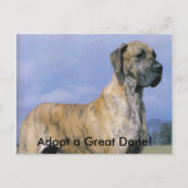 Adoptez une carte postale Great Dane! (Devant)