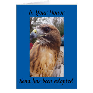 Adoptez Xena le faucon à queue rousse - Votre Honn