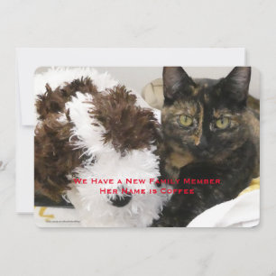 Adoptie van Pet Cat, Naam, Uw Foto, Aankondiging