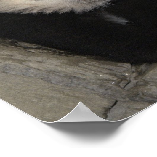 Adorable affiche de panda. (Coin)