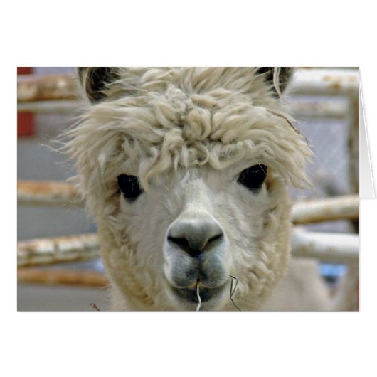 Adorable Alpaca (Devant horizontal)