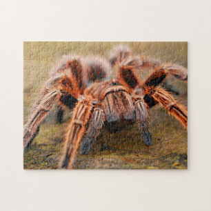 Adorable Arachnid Tarantula Spider Photo Puzzle