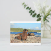 Adorable baby sea lion Galapagos Islands Briefkaart (Staand voorkant)