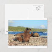 Adorable baby sea lion Galapagos Islands Briefkaart (Voorkant / Achterkant)