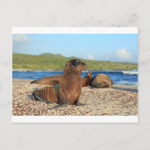 Adorable baby sea lion Galapagos Islands Briefkaart