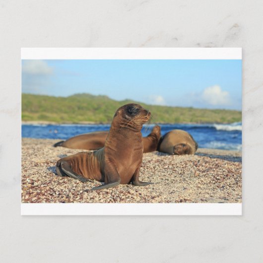 Adorable baby sea lion Galapagos Islands Briefkaart (Voorkant)