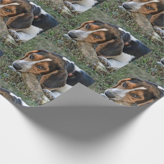 Adorable Beagle Chewing A Bone Cadeaupapier (Hoek)