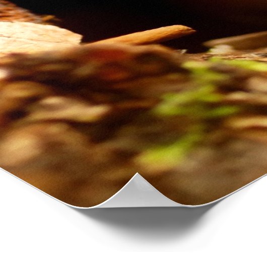 Adorable bébé adolescent Chipmunk Poster (Coin)