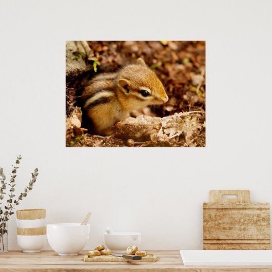 Adorable bébé adolescent Chipmunk Poster (Cuisine)