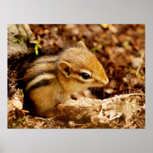 Adorable bébé adolescent Chipmunk Poster