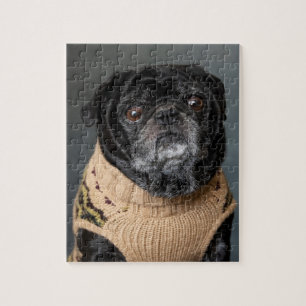 Adorable black pug in a sweater legpuzzel