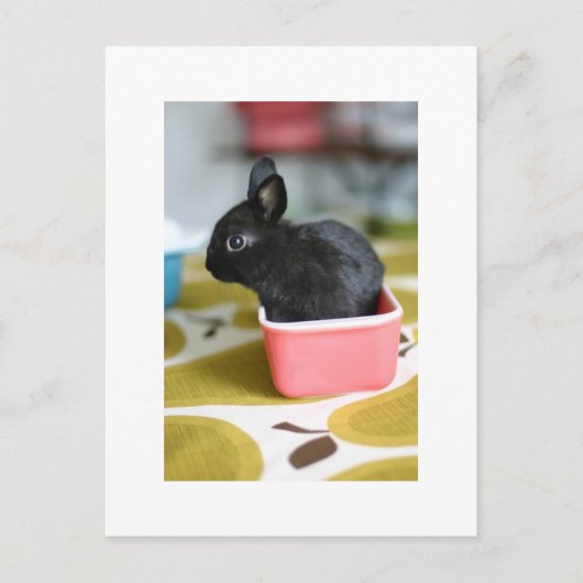 adorable carte postale lapin (Devant)