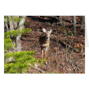 Adorable Cerf dans les Bois Photographie de la nat