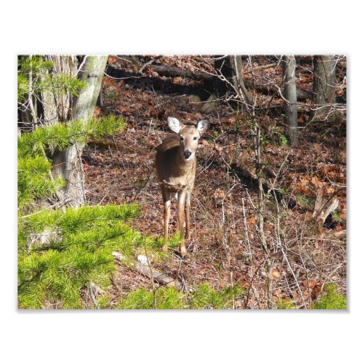 Adorable Cerf dans les Bois Photographie de la nat (Devant)
