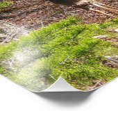 Adorable Cerf dans les Bois Photographie de la nat (Coin)