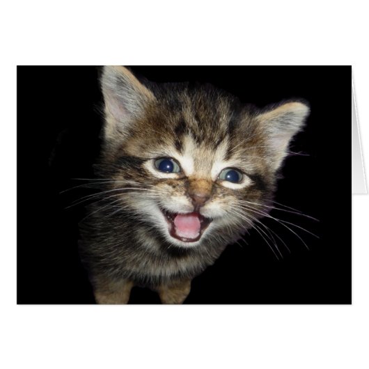 Adorable Chat de chaton de chaton de chaton (Devant horizontal)