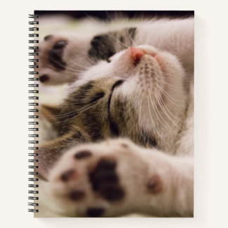 Adorable chaton à couchage carnet spirale