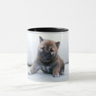 Adorable chien chiot Akita, tasse de café