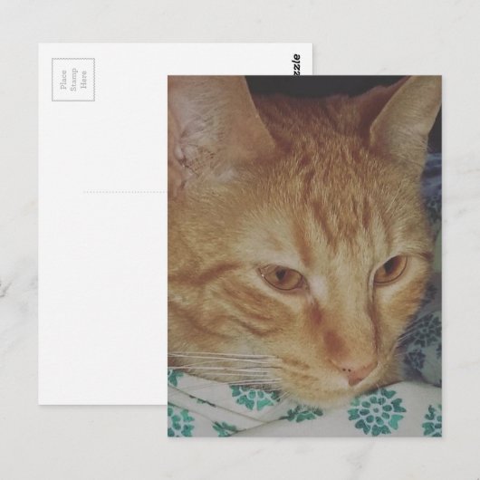 adorable ginger kitty in bed briefkaart (Voorkant / Achterkant)