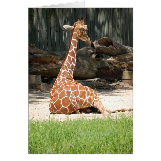 adorable Giraffe assise (Devant)