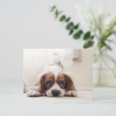 Adorable King Charles Cavalier Spaniel Carte posta (Debout devant)