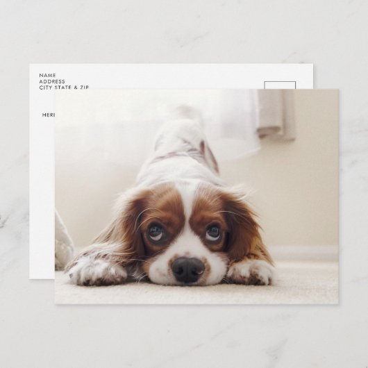 Adorable King Charles Cavalier Spaniel Carte posta (Devant / Derrière)