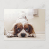 Adorable King Charles Cavalier Spaniel Carte posta (Devant)