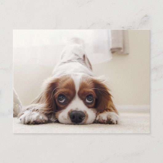 Adorable King Charles Cavalier Spaniel Carte posta (Devant)