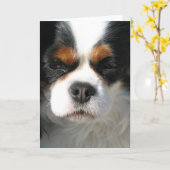 Adorable King Charles Spaniel Cartes de voeux (Fleur jaune)