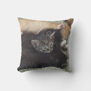 Adorable Kittens Coussin