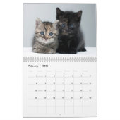 Adorable Kittens Photo Calendrier mural (Feb 2026)